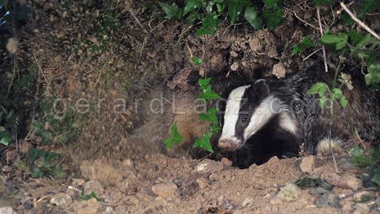 Badger