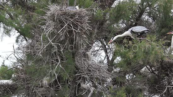 Heron