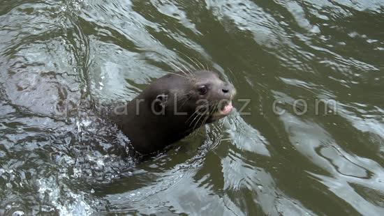 Mammals