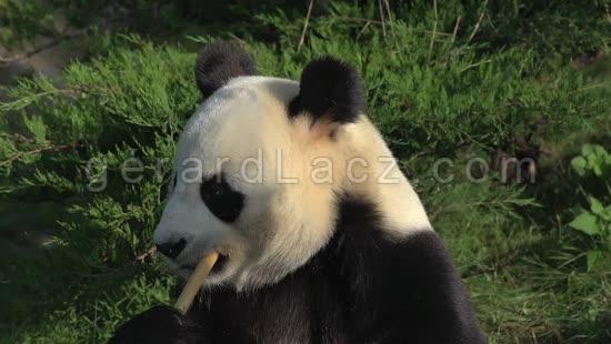 Giant Panda