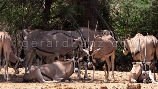Oryx Beisa, oryx beisa, Groupe d'Adultes, Parc Samburu au Kenya, Temps Reel 4K 