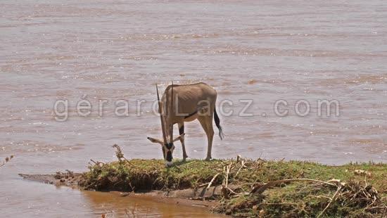 Oryx Beisa, oryx beisa, Adulte qui mange, Parc Samburu au Kenya, Temps Reel 4K 