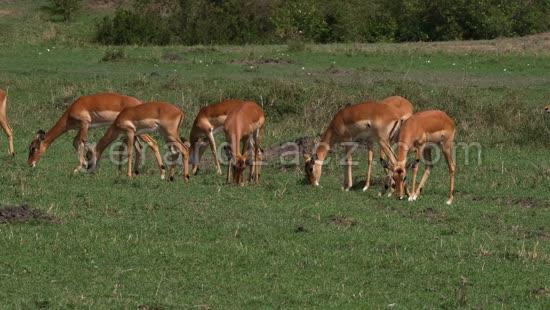 Impala, aepyceros melampus, Troupeau de Females dans le Parc du Masai Mara au Kenya, temps Reel 4K 