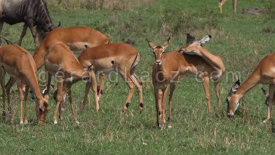 Impala, aepyceros melampus, Troupeau de Females dans le Parc du Masai Mara au Kenya, temps Reel 4K 
