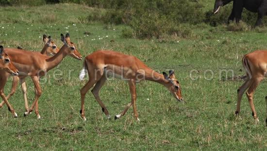 Impala, aepyceros melampus, Troupeau de Females dans le Parc du Masai Mara au Kenya, temps Reel 4K 