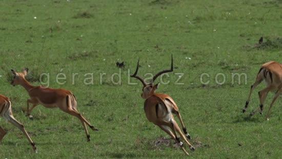Impala, aepyceros melampus, Troupeau de Females et Male qui Court, Parc du Masai Mara au Kenya, temps Reel 4K 