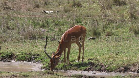 Impala, aepyceros melampus, Male qui boit au Point d'Eau, Parc du Masai Mara au Kenya, temps Reel 4K 