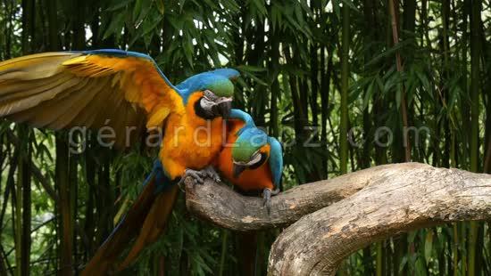 Parrots