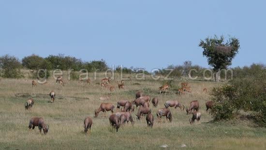 Damalisque ou Topi, damaliscus korrigum, Troupeau dans la Savane, Parc du Masai Mara au Kenya, Temps Reel 4K 