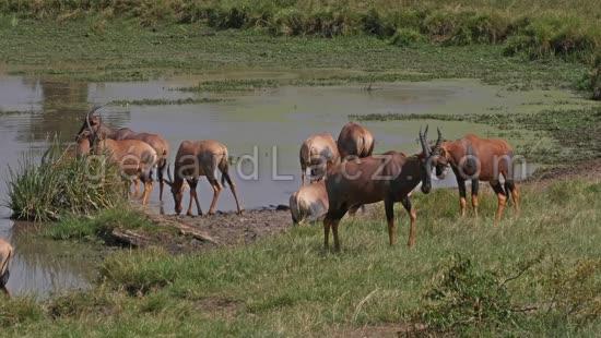 Damalisque ou Topi, damaliscus korrigum, Troupeau au Point d'Eau, Parc du Masai Mara au Kenya, Temps Reel 4K 