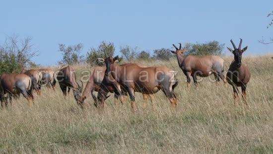 Damalisque ou Topi, damaliscus korrigum, Troupeau dans la Savane, Parc du Masai Mara au Kenya, Temps Reel 4K 