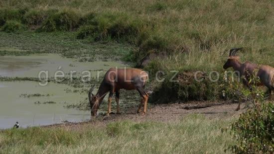 Damalisque ou Topi, damaliscus korrigum, Troupeau au Point d'Eau, Parc du Masai Mara au Kenya, Temps Reel 4K 