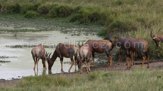 Damalisque ou Topi, damaliscus korrigum, Troupeau au Point d'Eau, Parc du Masai Mara au Kenya, Temps Reel 4K 