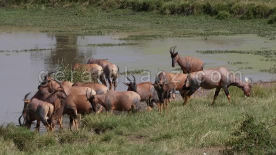 Damalisque ou Topi, damaliscus korrigum, Troupeau au Point d'Eau, Parc du Masai Mara au Kenya, Temps Reel 4K 