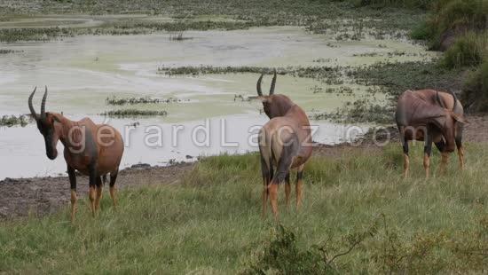 Damalisque ou Topi, damaliscus korrigum, Troupeau au Point d'Eau, Parc du Masai Mara au Kenya, Temps Reel 4K 