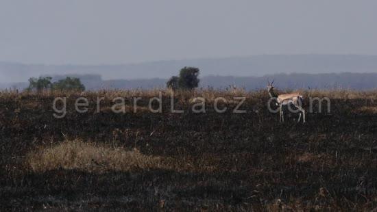 Gazelle de Thomson, gazella thomsoni, Paysage de Savanne Brulee , Parc du Masai Mara au Kenya, Temps Reel 4K 