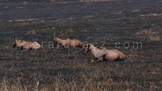 Damalisque ou Topi, damaliscus korrigum, Feu de Savane, parc du Masai Mara au Kenya, Temps Reel 4K 