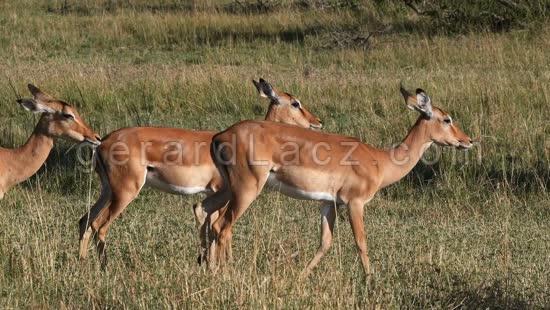 Impala, aepyceros melampus, Troupeau de Femelles dans le Parc du Masai Mara au Kenya, temps Reel 4K 