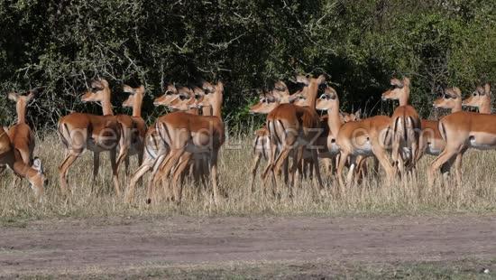 Impala, aepyceros melampus, Troupeau de Femelles dans le Parc du Masai Mara au Kenya, temps Reel 4K 