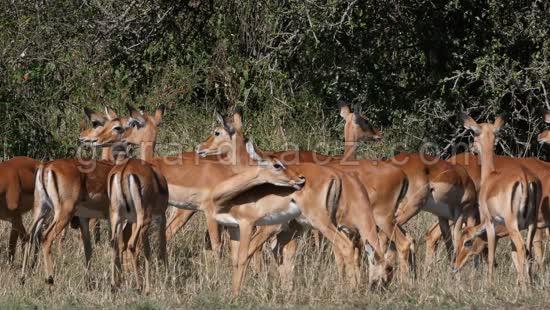 Impala, aepyceros melampus, Troupeau de Femelles dans le Parc du Masai Mara au Kenya, Grooming, temps Reel 4K 