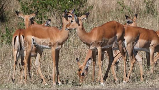 Impala, aepyceros melampus, Troupeau de Femelles dans le Parc du Masai Mara au Kenya, combat, temps Reel 4K 