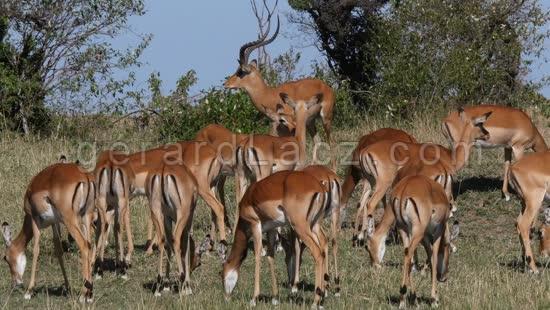 Impala, aepyceros melampus, Male et ses Femelles dans le Parc du Masai Mara au Kenya, temps Reel 4K 