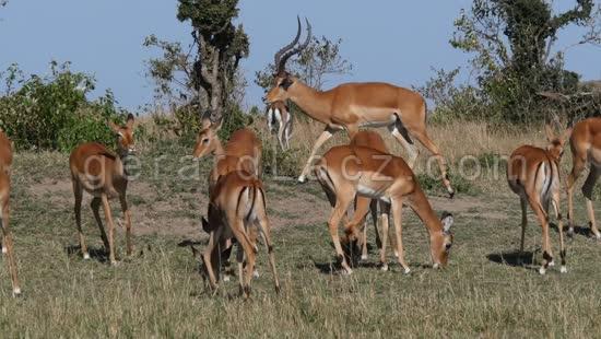 Impala, aepyceros melampus, Male et ses Femelles dans le Parc du Masai Mara au Kenya, temps Reel 4K 