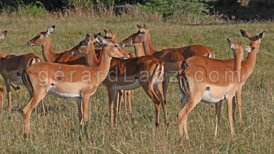 Impala, aepyceros melampus, Troupeau de Femelles dans le Parc du Masai Mara au Kenya, temps Reel 4K 