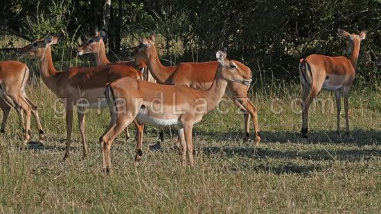 Impala, aepyceros melampus, Troupeau de Femelles dans le Parc du Masai Mara au Kenya, temps Reel 4K 