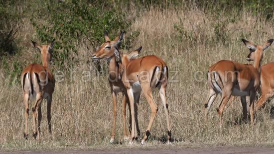 Impala, aepyceros melampus, Troupeau de Femelles dans le Parc du Masai Mara au Kenya, Sceance de Grooming, temps Reel 4K 