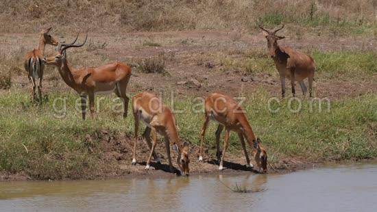 Impala, aepyceros melampus, Groupe au Point d'eau, Bubale, alcelaphus buselaphus, Parc de Nairobi au Kenya, temps Reel 4K 