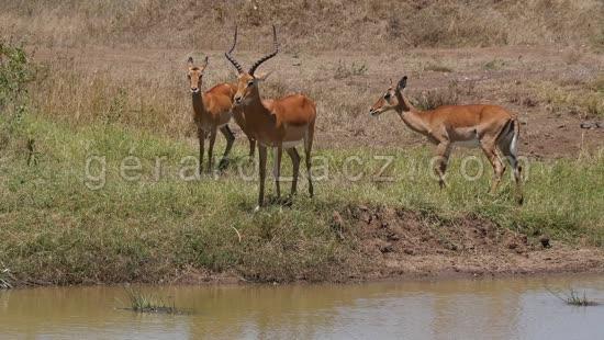 Impala, aepyceros melampus, Groupe au Point d'eau, Parc de Nairobi au Kenya, temps Reel 4K 