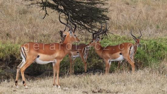 Impala, aepyceros melampus, Groupe de Males dans la savane, Parc de Nairobi au Kenya, temps Reel 4K 