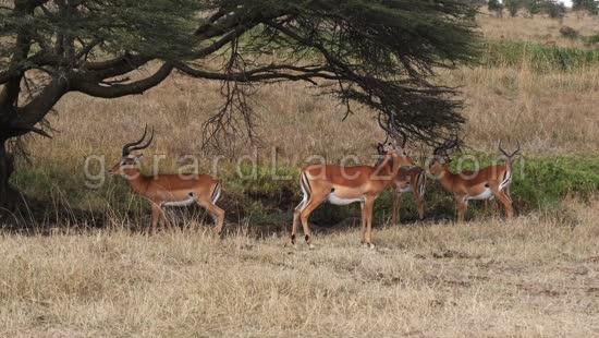 Impala, aepyceros melampus, Groupe de Males qui marche dans la savane, Parc de Nairobi au Kenya, temps Reel 4K 