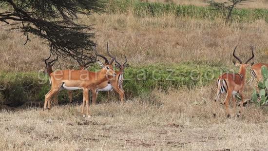 Impala, aepyceros melampus, Groupe de Males qui marche dans la savane, Parc de Nairobi au Kenya, temps Reel 4K 