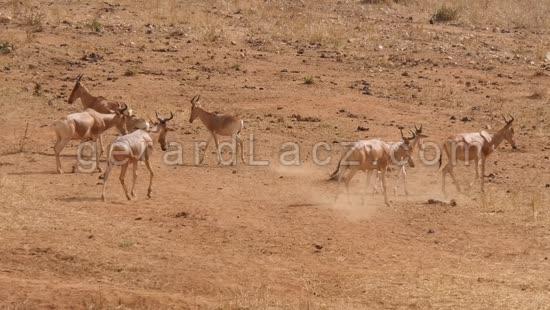 Bubale, alcelaphus buselaphus, Groupe dans la Savane, Parc du Tsavo au Kenya, Temps Reel 4K 