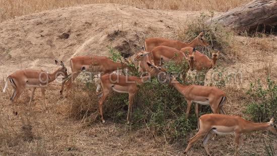 Impala, aepyceros melampus, Groupe de Femelles qui mange dans le Bush, Parc du Masai Mara au Kenya, temps Reel 4K 