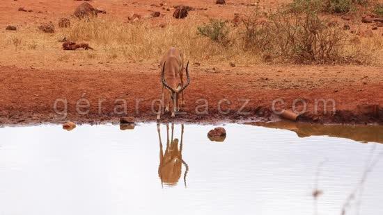 Impala, aepyceros melampus, Male qui boit au Point d'Eau, Parc du Tsavo au Kenya, temps Reel 4K 