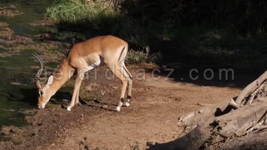 Impala, aepyceros melampus, Male qui boit au Point d'Eau, Parc du Tsavo au Kenya, temps Reel 4K 