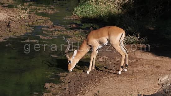 Impala, aepyceros melampus, Male qui boit au Point d'Eau, Parc du Tsavo au Kenya, temps Reel 4K 