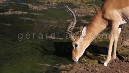 Impala, aepyceros melampus, Male qui boit au Point d'Eau, Cornes, Parc du Tsavo au Kenya, temps Reel 4K 