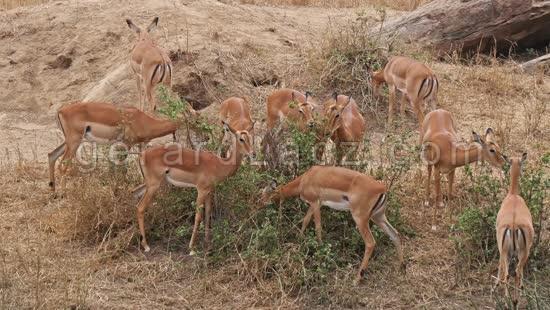 Impala, aepyceros melampus, Groupe de Femelles qui mange dans le Bush, Parc du Masai Mara au Kenya, temps Reel 4K 