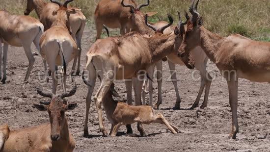 Bubale, alcelaphus buselaphus, Groupe dans la Savane, Petit qui Tete, Parc de Nairobi au Kenya, Temps Reel 4K 