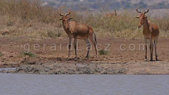 Bubale, alcelaphus buselaphus, Groupe au Point d'eau, Parc de Nairobi au Kenya, Temps Reel 4K 
