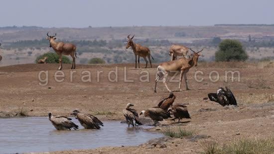 Bubale, alcelaphus buselaphus, et Vautour Africain a Dos Blanc, gyps africanus, Groupe au Point d'eau, Parc de Nairobi au Kenya, Temps Reel 4K 