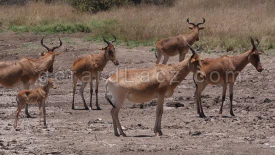 Bubale, alcelaphus buselaphus, Groupe dans la Savane, Adultes et Petit, Parc de Nairobi au Kenya, Temps Reel 4K 