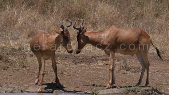 Bubale, alcelaphus buselaphus, Groupe dans la Savane, deux Adultes, Parc de Nairobi au Kenya, Temps Reel 4K 