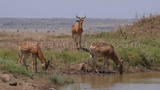 Bubale, alcelaphus buselaphus, Groupe au Point d'eau, Parc de Nairobi au Kenya, Temps Reel 4K 