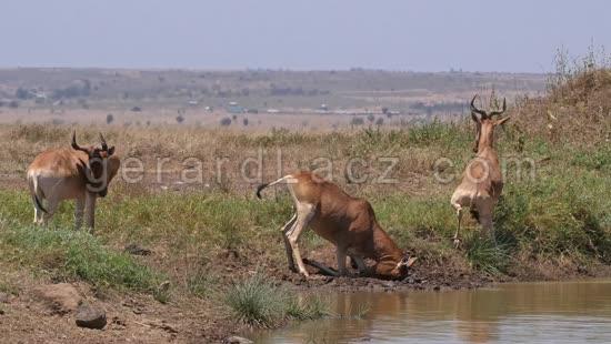 Bubale, alcelaphus buselaphus, Groupe au Point d'eau, Parc de Nairobi au Kenya, Temps Reel 4K 