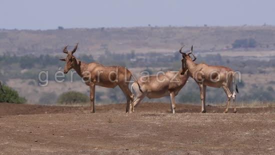 Bubale, alcelaphus buselaphus, Groupe dans la Savane, Parc de Nairobi au Kenya, Temps Reel 4K 
